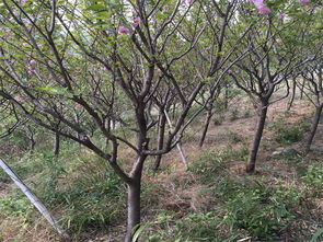 優質園林綠化工程，花都城園藝是您的理想之選