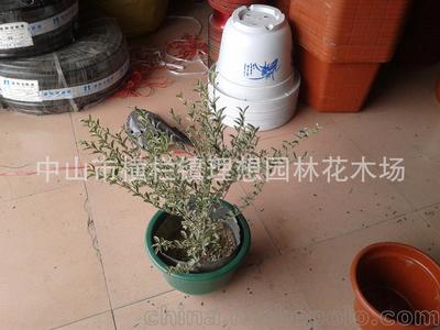 理想園林 小蚌蘭綠化工程設計施工與養護全解析